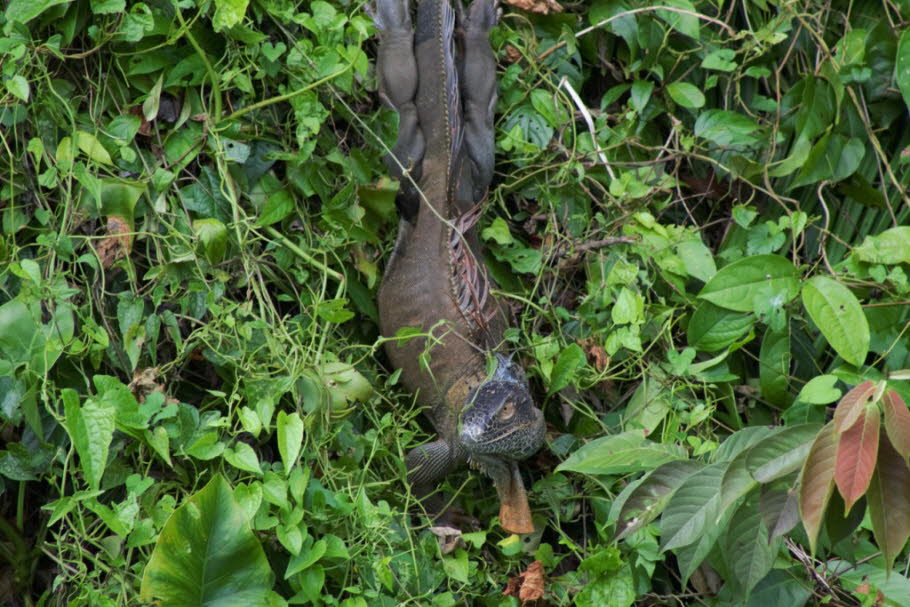 Leguan Costa Rica 