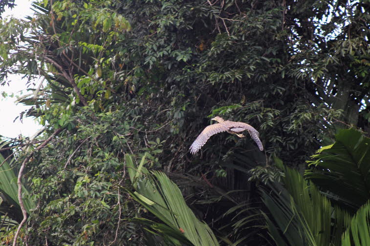  Costa Rica 2016: Tigerreiher Costa Rica: Drei Arten der Gattung Tigerreiher Trigisoma leben in Costa Rica: Streifenreiher Trigisoma, ascicatum, Nacktkehlreiher Trigisoma mexicanu, Marmorreiher Trigisoma rufescent