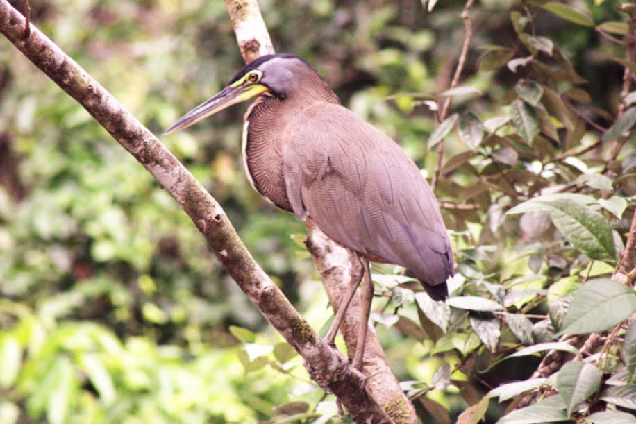 Costa Rica Wasservogel