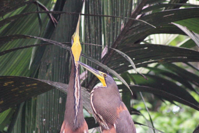 Der Tigerreiher (Tigrisoma mexicanum) ist ein Vogel aus der Familie der Reiher (Ardeidae), der von Mexiko bis Nordwestkolumbien gefunden wurde. Er ist 80 cm lang und wiegt 1.200 g. Diese große Art lebt in offeneren Lebensräumen als andere Reiher, z. B. am