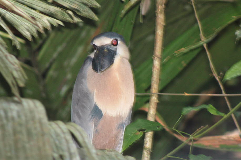 Costa Rica Wasservögel