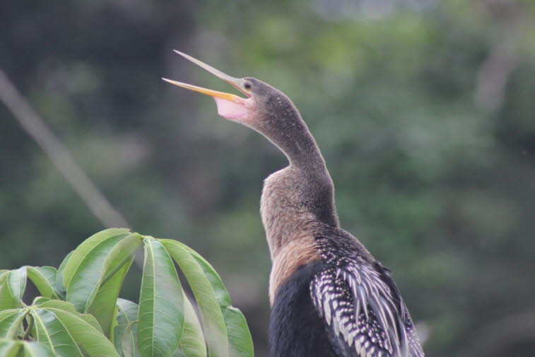 Tigerreiher Costa Rica:  Adulter Streifenreiher: kleine, schwarze Kappe setzt sich in Nacken fort, Gefieder bläulich-grauer-Dieser mittelgroße Reiher ist häufig an schnell fließenden, felsigen Flüssen und Bächen zu sehen, meist in höheren Lagen als andere