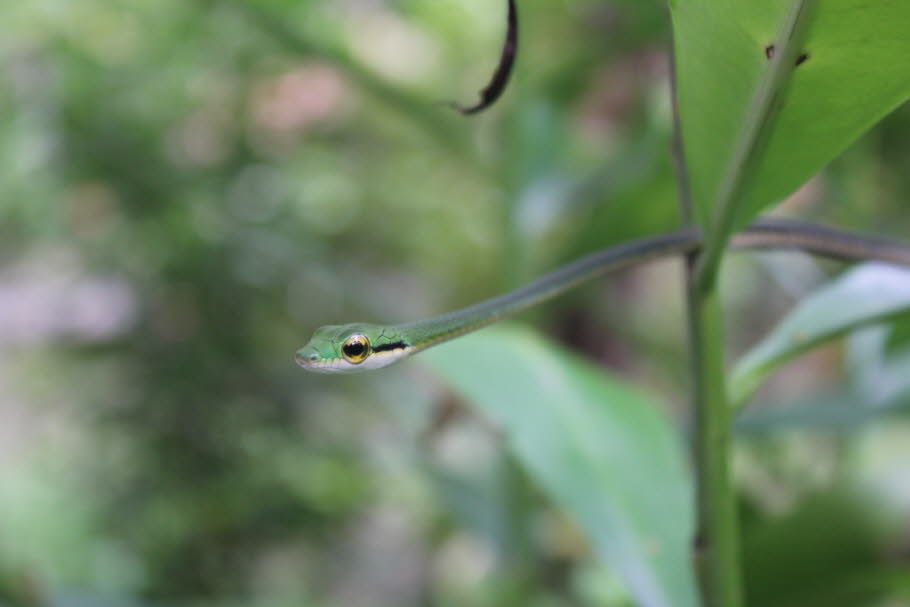 Grüne Rebenschlangen (Ahaetulla nasuta) sind baumbewohnende Schlangen mit einem dünnen, extrem langgestreckten Körper. Der Kopf ist deutlich vom Körper abgesetzt und endet in einer vierkantigen spitzen Schnauze. Sie erbeuten zumeist kleine Echsen, die bis