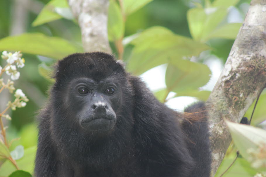 Brüllaffe Costa Rica - Schwarze Brüllaffen sind  relativ große, stämmig gebaute Primaten. Brüllaffensind tagaktiv und halten sich zumeist in den Bäumen auf, kommen aber zeitweise auf den Boden. Ihre Bewegungen sind eher langsam und bedächtig, sie springen