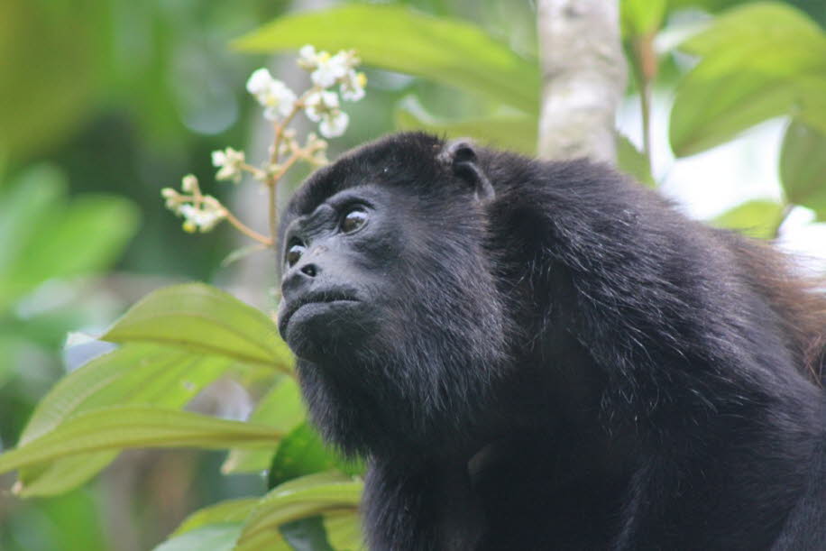 Brüllaffe Costa Rica - Die Brüllaffen (Alouatta) sind eine Primatengattung aus der Familie der Klammerschwanzaffen (Atelidae). Sie leben in Mittel- und Südamerika.