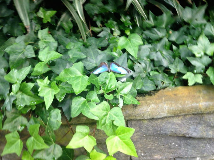 Blauer Morpho-Schmetterling: Die leuchtend blaue Farbe in den Flügeln des Schmetterlings wird durch die Beugung des Lichts von Millionen winziger Schuppen auf seinen Flügeln verursacht. Er nutzt dies, um Raubtiere abzuschrecken, indem er seine Flügel schn
