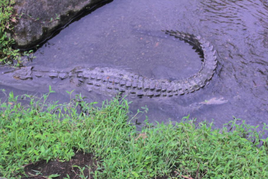 Der beste Ort in ganz Costa Rica, um Krokodile zu sehen, ist die Tarcoles River Bridge. Hier sehen Sie nicht nur ein paar Krokodile, sondern auch die Tarcoles River Crocodiles. Der Fluss Tarcoles liegt an der Straße in Richtung Jaco auf der zentralen Pazi