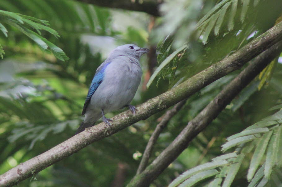 Blautangare auch Bischofstangare Costa Rica - Die Blautangare (Thraupis episcopus), auch Bischofstangare oder Blaugraue Tangare genannt, ist eine Vogelart aus der Familie der Tangaren. Ihr natürliches Verbreitungsgebiet reicht von Mexiko bis nach Peru und