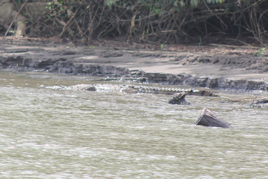 Krokodile in Costa Rica: Costa Rica ist das Land der Artenvielfalt und die Fülle der Tierwelt ist oft der erste Grund, dieses schöne Land zu besuchen. Die lange Liste der faszinierenden Kreaturen umfasst auch eine breite Palette von Krokodilen und Kaiman.