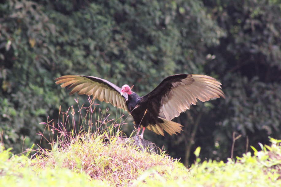 Costa Rica  Arenal Truthahngeier - Der Truthahngeier (Cathartes aura) ist eine Art aus der Familie der Neuweltgeier. Charakteristisch für diesen fast vollständig schwarz gefiederten Geier sind die langen, breiten Flügel, der lange gerundete Schwanz, die iT