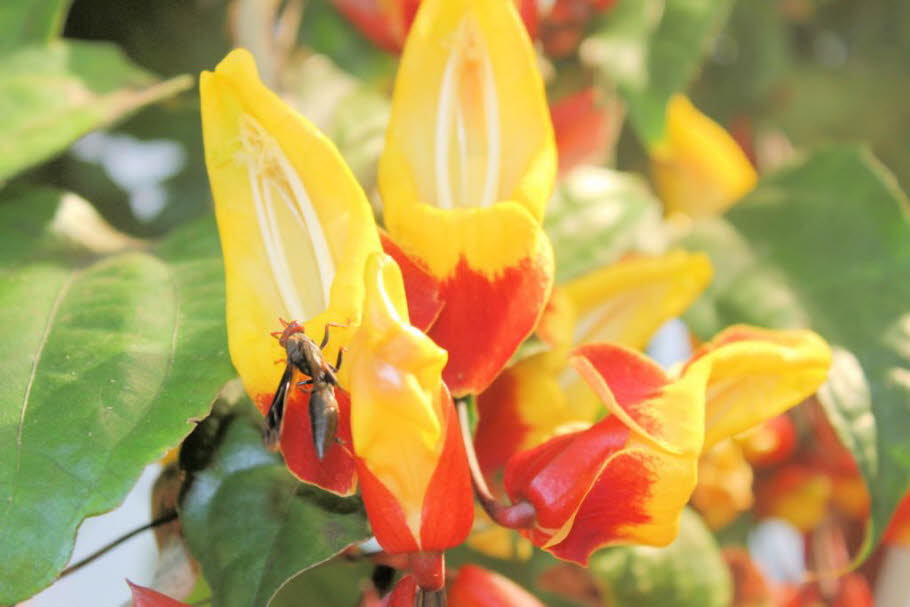 Fliegende Ameisen Ameisen sind seit jeher Bestandteil des Speiseplans der Amazonas-Indianer. Nun haben aber auch Restaurants in der Stadt Puyo, im Dschungel von Ecuador, diese nahrhafte Spezialität für ihre Speisekarten entdeckt. In den vier Restaurants m