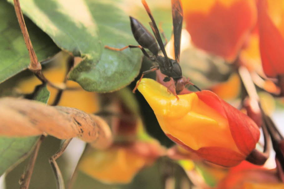 Fliegende Ameisen: Die Zubereitung der Ucuys ist keineswegs einfach. Die 3-6cm großen Insekten fliegen nur 1-2mal pro Jahr und werden von den Einheimischen während Gewittern oder Regen gefangen. In der Nacht wird in Gemeinschaftsarbeit ein Feuer in der Nä