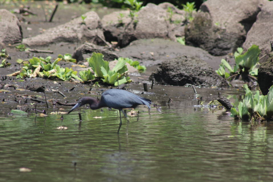 Schwarzer Reiher am Nicaragua-See - Der Nicaraguasee, auch Cocibolca, ist der größte Binnensee in Mittelamerika und liegt im Südwesten von Nicaragua nahe der Staatsgrenze zu Costa Rica.