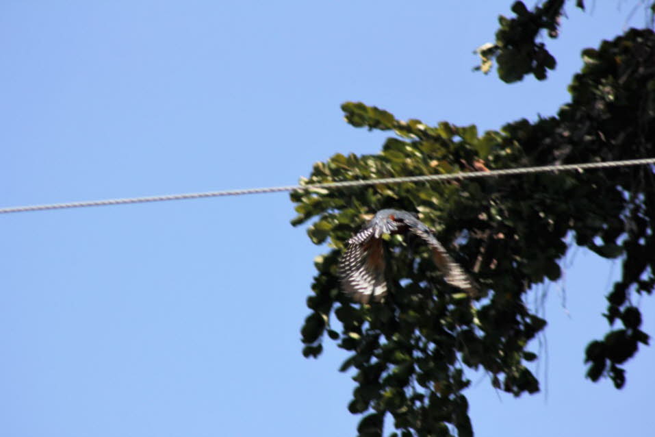 Eisvogel am Nicaragua-See - Die Eisvögel (Alcedinidae) bilden eine Familie von etwa 90 Arten kleiner bis mittelgroßer Vögel und werden zu den Rackenvögeln gezählt. Die größte Artenvielfalt besteht in den tropischen und subtropischen Gebieten der Erde, doc