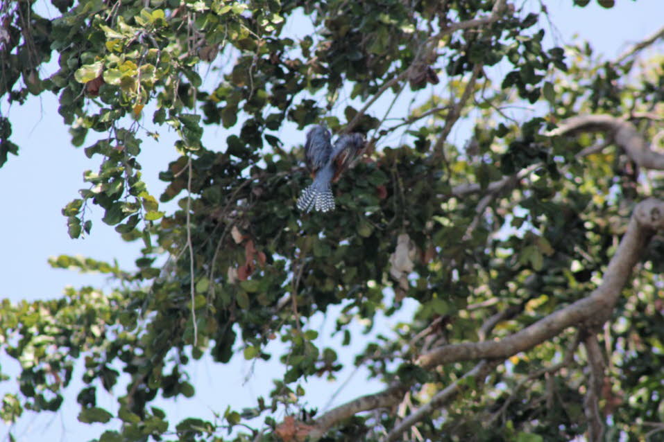 Eisvogel am Nicaragua-See