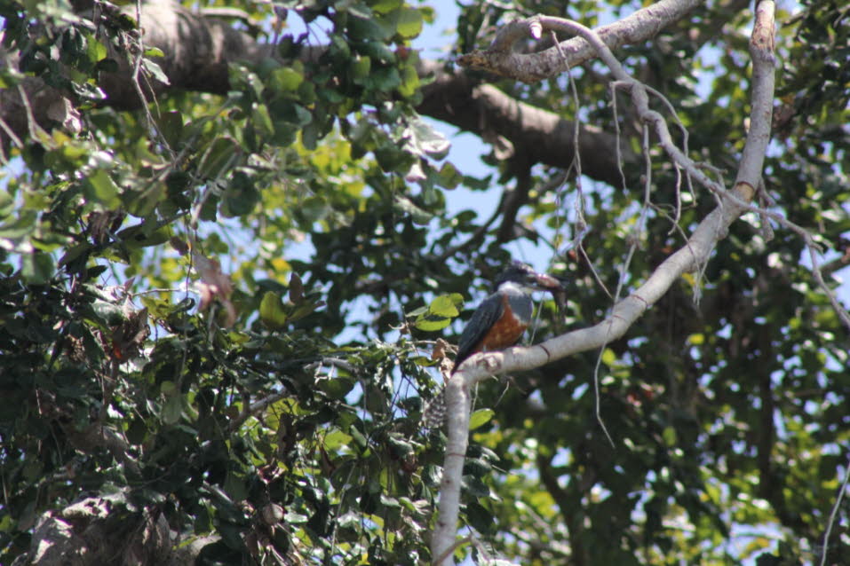 Eisvogel am Nicaragua-See: Die Eisvögel (Alcedinidae) bilden eine Familie von etwa 90 Arten kleiner bis mittelgroßer Vögel und werden zu den Rackenvögeln gezählt. Die größte Artenvielfalt besteht in den tropischen und subtropischen Gebieten der Erde, doch