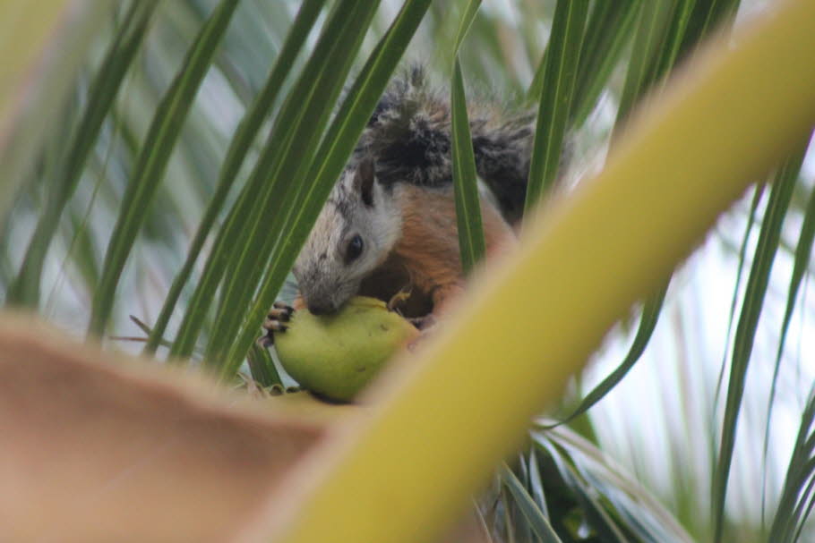 Das Costa-Rica-Hörnchen erreicht eine Körperlänge von 53 Zentimetern, eine Schwanzlänge von 27 Zentimetern