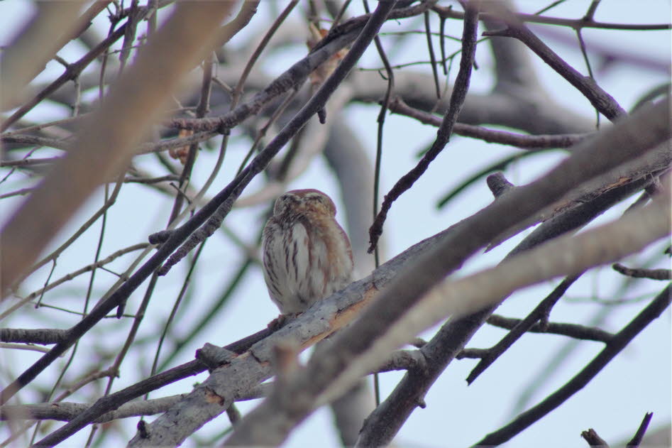 Sperlingskauz: Der Sperlingskauz (Glaucidium passerinum) ist die kleinste in Mitteleuropa heimische Eule. Auch weltweit gehört die Art zu den Zwergen unter den Eulenvögeln. Der Sperlingskauz ist ein Bewohner des paläarktischen Nadelwaldgürtels, in Mittele
