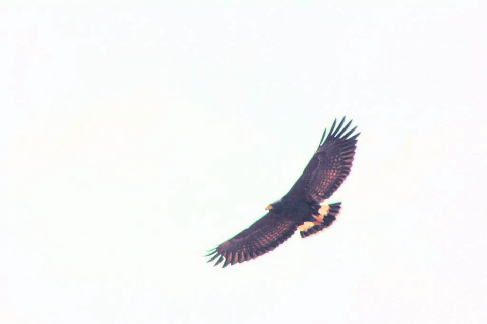 Krabbenbussard: Der Krabbenbussard (Buteogallus anthracinus) gehört zur Gattung Buteogallus und ist ein mittelgroßer bis großer, kräftig gebauter Greifvogel aus der Unterfamilie der Bussardartigen (Buteoninae). Diese fast vollständig schwarze oder schwarz