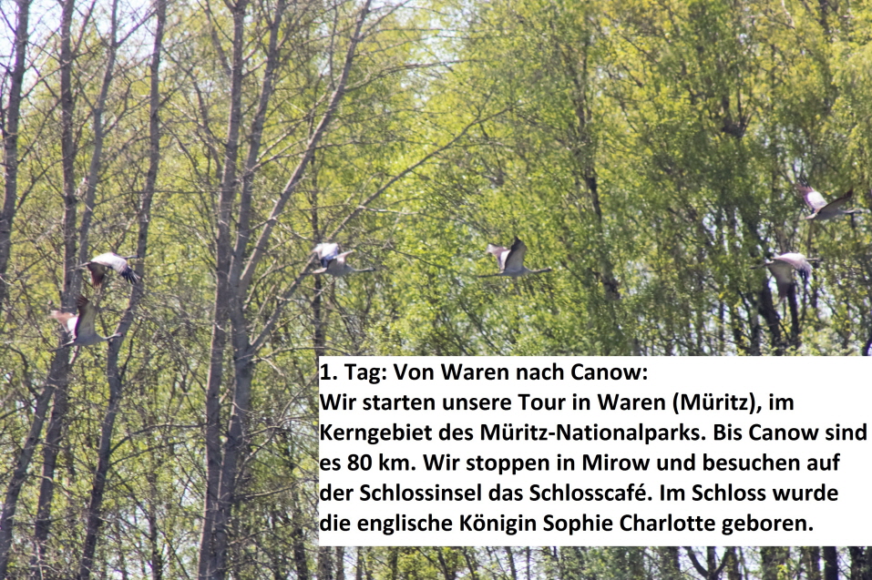 Kraniche bei Waren im Nationalpark