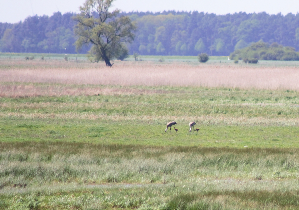 Kraniche mit Jungvögeln
