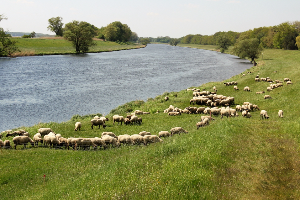 An der Elbe
