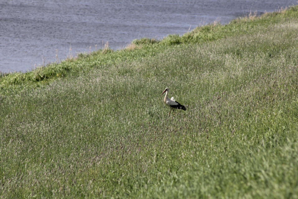 Storch