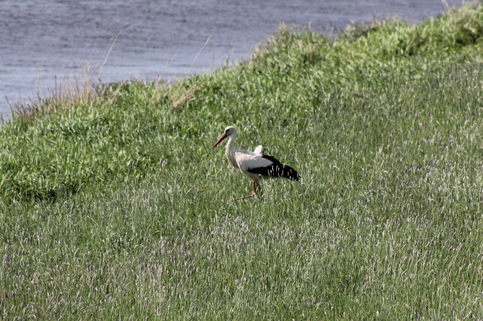 An der Elbe