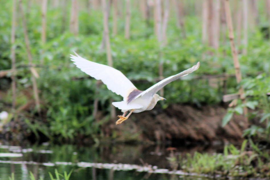 Mangrovereiher auf dem Inlesee