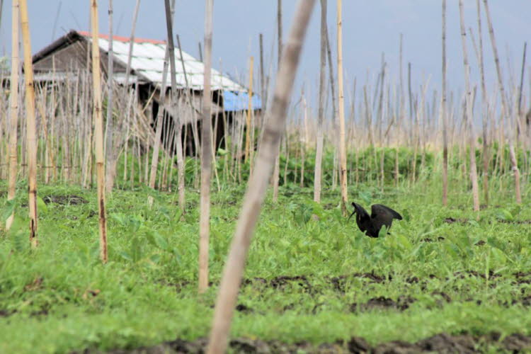 Die nördlicheren Bevölkerungen sind vollständig wandernd und reisen auf breiter Front, zum Beispiel durch die Sahara. Glänzende Ibis, die im Schwarzen Meer beringt wurden, scheinen die Sahelzone und Westafrika dem Winter vorzuziehen, die im Kaspischen Mee