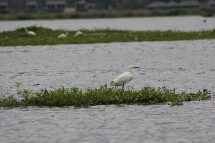 Myanmar Inlesee: Der Silberreiher (Egretta garzetta) ist eine Art aus der Familie der Reiher (Ardeidae). Der Gattungsname stammt von der provenzalischen französischen Aigrette, "egret", einem Diminutivvon Aigron, Reiher. Die Art epithet garzetta stammt au
