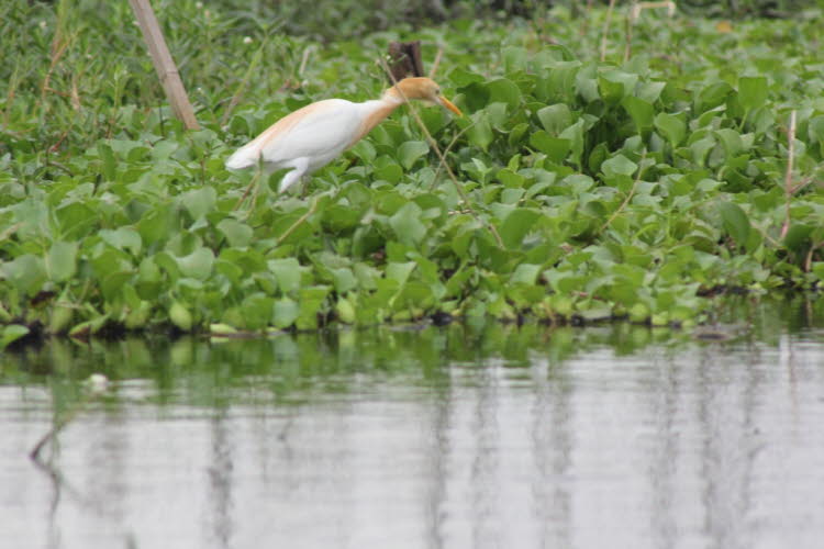 Inlesee Myanmar: Kuhreiher