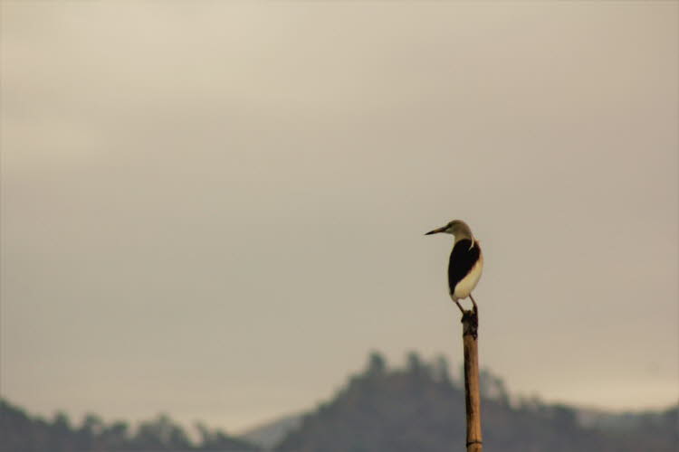 Inlesee Myanmar:  	
