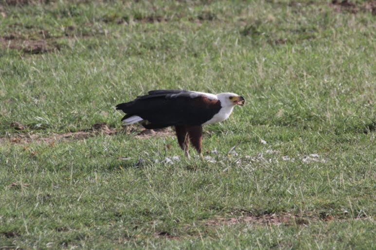 Lake Mayara Nationalpark: Schreiseeadler in Tansania: Mit 63 bis 75 cm K�rperl�nge und einer Spannweite von 175 bis 210 cm sind Schreiseeadler mittelgro�e Seeadler. Die Weibchen sind etwas gr��er als die M�nnchen. M�nnchen wiegen 2,0�2,5 kg, Weibchen 3,2�