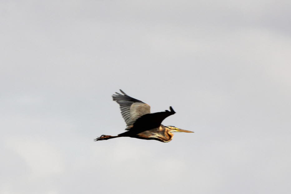 Pelikan im Lake Mayara Nationalpark