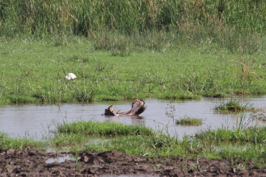 Hippos im Lake Mayara Nationalpark