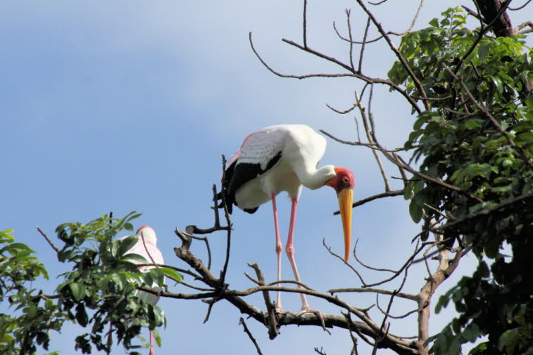 Gelbschnabelstorch im Lake Mayara Nationalpark: Gelbschnabelstörche  brüten auf Bäumen entweder in gemischten Kolonien zusammen mit anderen Wasservögeln oder von Artgenossen.  Die Brutzeit beginnt in den Wintermonaten kurz nach dem Monsun. In Nordindien b