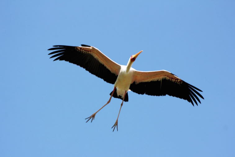 Gelbschnabelstorch im Lake Mayara Nationalpark: Der Gelbschnabelstorch, auch Holzstorch oder Holz-Ibis genannt, ist eine große afrikanische Watstorchart aus der Familie der Störche. Sie sind weit verbreitet in Regionen südlich der Sahara und kommen auch i
