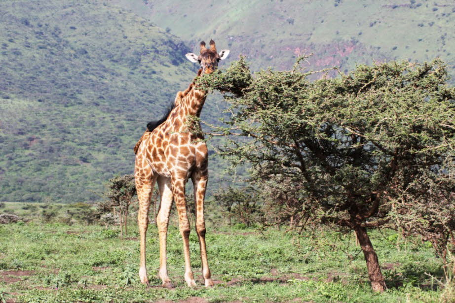 Giraffen im Ngorogo-Krater: Ngorongoro ist ein Einbruchkrater in Tansania am Rande der Serengeti. Er entstand, als an dieser Stelle ein Vulkanberg in sich zusammenbrach. Der Kraterboden liegt auf etwa 1700 Meter über NN und die Seitenwände sind zwischen 4