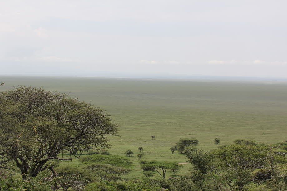 Serengeti: Die Serengeti ist eine Savanne, die sich vom Norden Tansanias, östlich des Victoriasees, bis in den Süden Kenias erstreckt und eine Fläche von etwa 30.000 Quadratkilometern bedeckt.