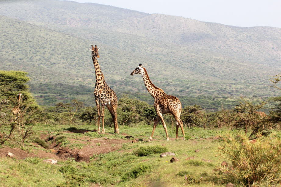 Giraffen im Ngorogo-Krater
