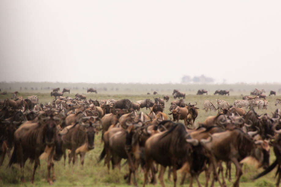 Gnuherde in der Serengeti: Die Gnus (Connochaetes, das einzelne Tier das Gnu, entweder Bulle oder Kuh) sind eine Gattung afrikanischer Antilopen, die in großen Herden leben und zur Gruppe der Kuhantilopen gehören. Ursprünglich wurden als Arten innerhalb d