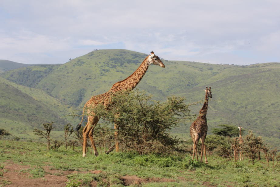 Giraffen im Ngorogo-Krater