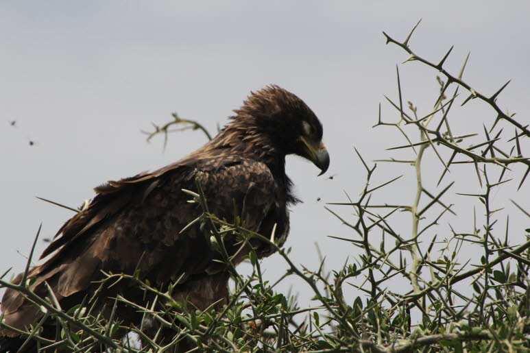 2018 04 01 Ngorogo-Krater und Serengeti : Schopfadler: Der Schopfadler (Lophaetus occipitalis) ist ein Greifvogel aus der Familie der Habichtartigen. Er bewohnt das tropische Afrika s�dlich der Sahara. Die Art ist aufgrund ihres �berwiegend schwarzen Gefi