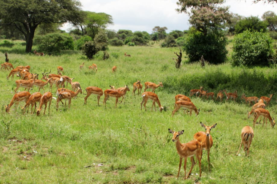 Die Impalas sind mittelgroße afrikanische Antilopen. Diese kommen im östlichen und südlichen Afrika vor, wo sie offene, mit Busch- und Baumbestand durchsetzte Landschaften bewohnen. Äußerlich ähneln die Impalas mittelgroßen Antilopen. Impalas werden 120 b
