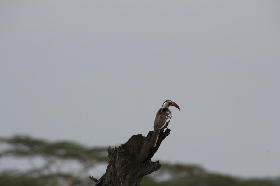 Nashornvogel in der Serengeti: Die Nashornvögel (Bucerotidae), manchmal auch Hornvögel genannt, sind eine Familie der Vögel, die in den Tropen Asiens und Afrikas beheimatet ist. Zu den Nashornvögeln gehören über 50 Arten. Vier Arten sind vom Aussterben be