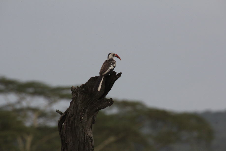 Nashornvogel in der Serengeti
