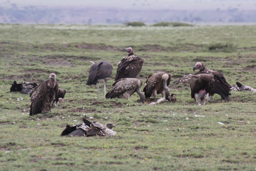Geier in der Serengeti: Geier ist die Bezeichnung für eine Reihe meist großer bis sehr großer Arten der Greifvögel (Accipitriformes), die meist überwiegend oder ausschließlich Aas fressen. In den Anfängen der zoologischen Systematik waren die damals bekan