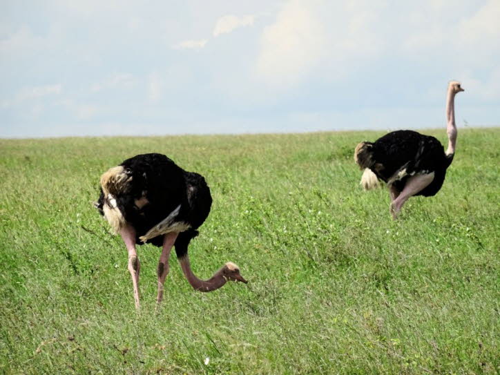 Serengeti: Der flugunfähige Strauß ist der größte Vogel der Welt. Sie durchstreifen afrikanische Savannen- und Wüstengebiete und beziehen den größten Teil ihres Wassers aus den Pflanzen, die sie essen. 