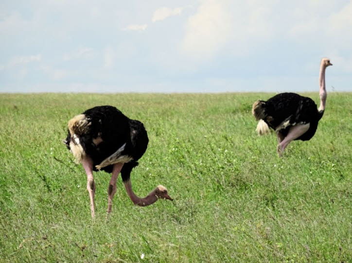 Geschwindigkeit und Bewegung: Obwohl sie nicht fliegen können, sind Strauße flinke, starke Läufer. Sie können bis zu 70 km pro Stunde sprinten und mit 50 km pro Stunde über die Distanz laufen. Sie können ihre Flügel als "Ruder" verwenden, um ihnen beim La